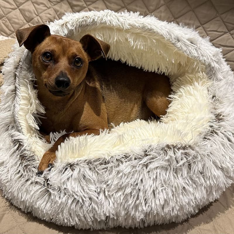 🔥49% SALE🔥 Premium Long Plush Pet Bed