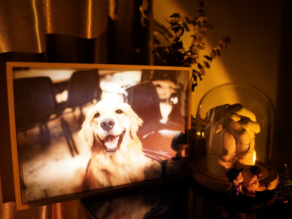 Pet Creative LED Three Lighting Painting